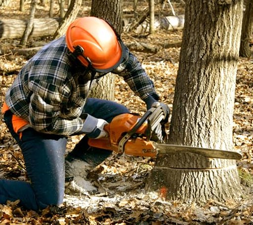 Tree Removal in Shacklefords, VA
